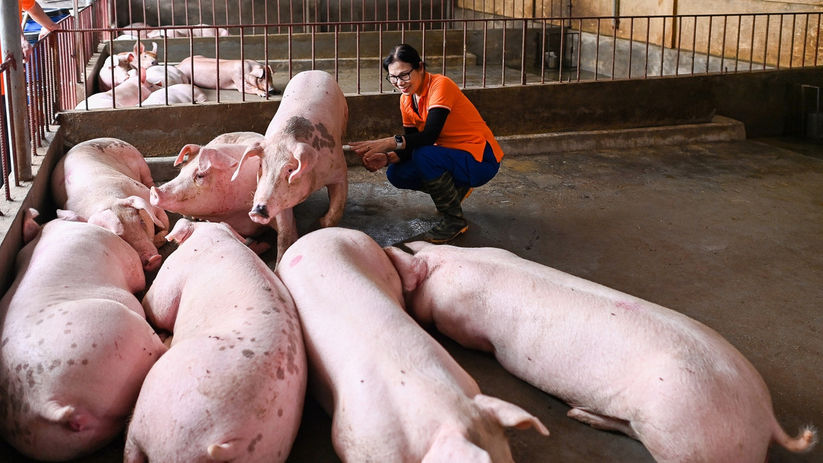 Thu nhập chủ yếu của trang trại hiện nay vẫn là nuôi lợn, nuôi gà bằng giun quế có chất lượng thịt ngon và sạch. Lợn nuôi bằng giun quế có sức đề kháng rất tốt, ít bị bệnh tật và mùi thịt rất thơm, ngon. Mỗi tháng tôi cung cấp cho các cửa hàng thực phẩm sạch ở Hà Nội khoảng 50-60 con lợn. Tổng thu nhập cả trang trại từ bán thành phẩm giun quế, thịt lợn, gà khoảng 400-500 triệu/tháng.