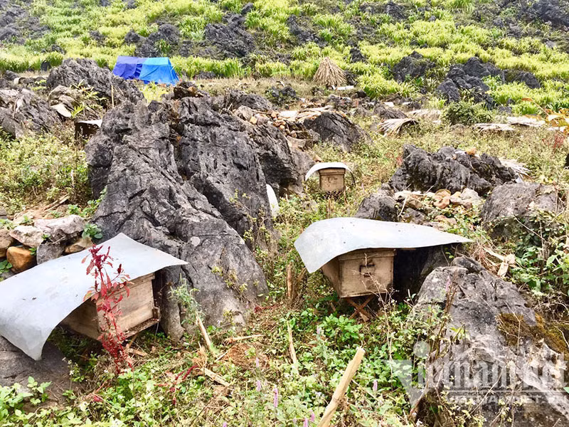 Dac san cao nguyen da: Moi nam mot lan, cho hoa no thu hang tram ty-Hinh-3