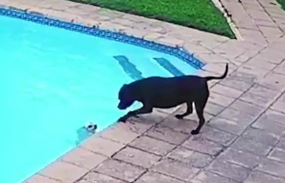 Chu cho thong minh da cuu ban thoat chet