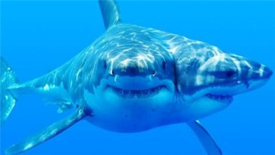 Su xuat hien ngay cang nhieu ca map co hai dau