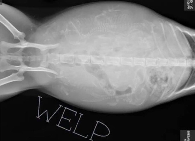 Cặp đôi nhận nuôi chú mèo hoang và rồi nhận ra điều không tưởng - Hình 4 Cap doi nhan nuoi chu meo hoang va roi nhan ra dieu khong tuong-Hinh-4