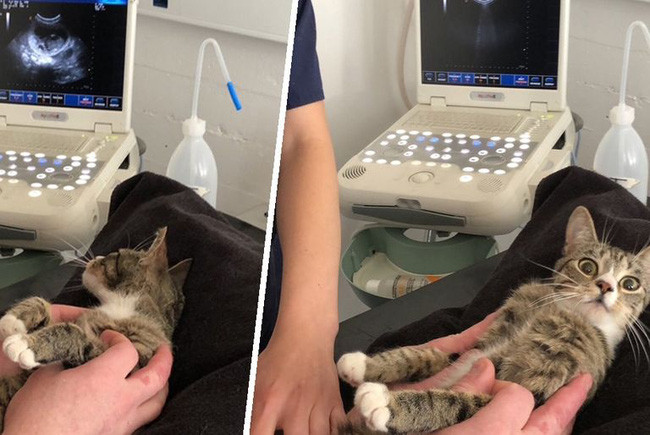 Cặp đôi nhận nuôi chú mèo hoang và rồi nhận ra điều không tưởng - Hình 3 Cap doi nhan nuoi chu meo hoang va roi nhan ra dieu khong tuong-Hinh-3