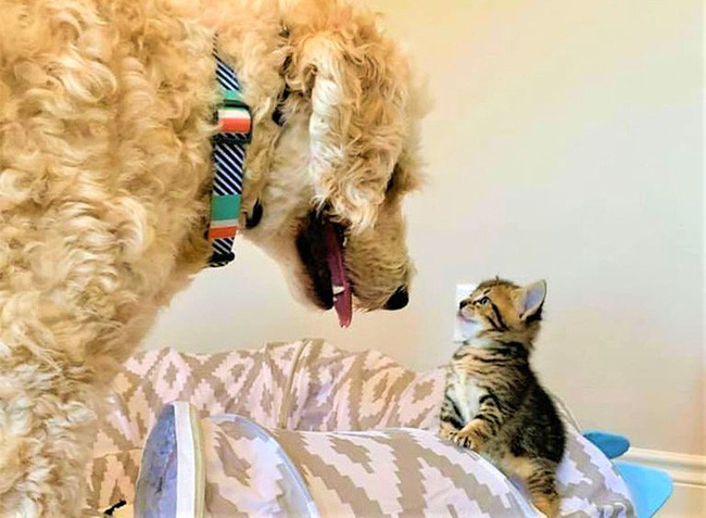 Cặp đôi nhận nuôi chú mèo hoang và rồi nhận ra điều không tưởng - Hình 7 Cap doi nhan nuoi chu meo hoang va roi nhan ra dieu khong tuong-Hinh-7