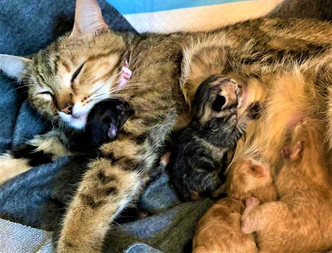 Cặp đôi nhận nuôi chú mèo hoang và rồi nhận ra điều không tưởng - Hình 5 Cap doi nhan nuoi chu meo hoang va roi nhan ra dieu khong tuong-Hinh-5