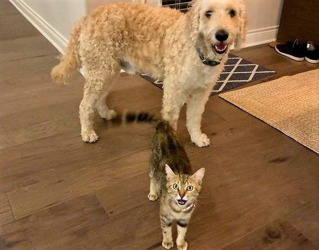 Cặp đôi nhận nuôi chú mèo hoang và rồi nhận ra điều không tưởng - Hình 6 Cap doi nhan nuoi chu meo hoang va roi nhan ra dieu khong tuong-Hinh-6