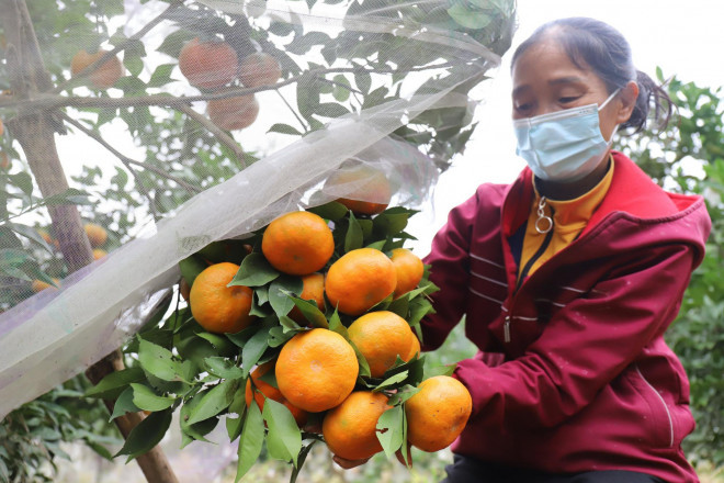 Loai qua dac san Ha Tinh rot gia do anh huong dich COVID-19-Hinh-2