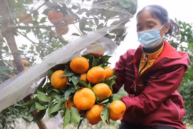 Loai qua dac san Ha Tinh rot gia do anh huong dich COVID-19-Hinh-2