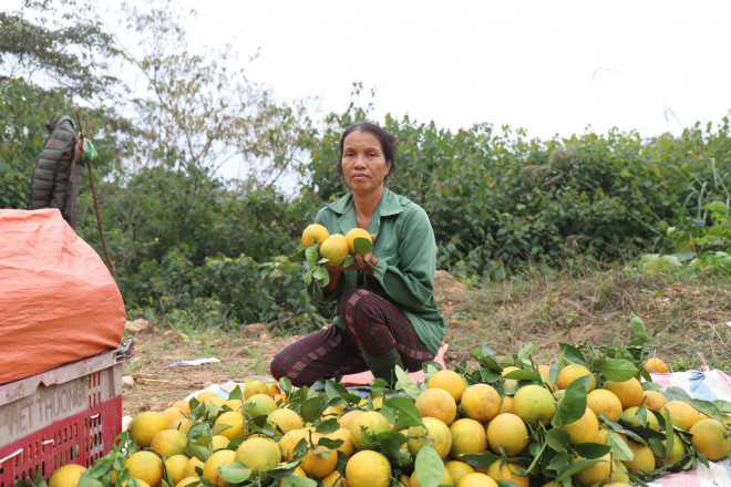 Loai qua dac san Ha Tinh rot gia do anh huong dich COVID-19-Hinh-4