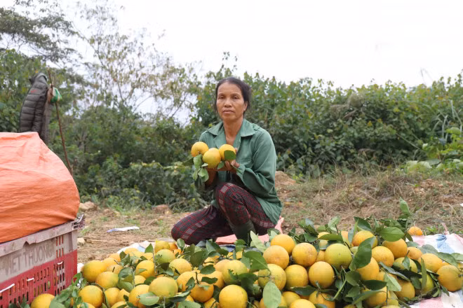 Loai qua dac san Ha Tinh rot gia do anh huong dich COVID-19-Hinh-4