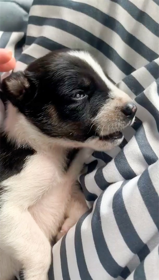 Cho con bi khi hoang bat coc va man giai cuu con vat dang thuong-Hinh-3