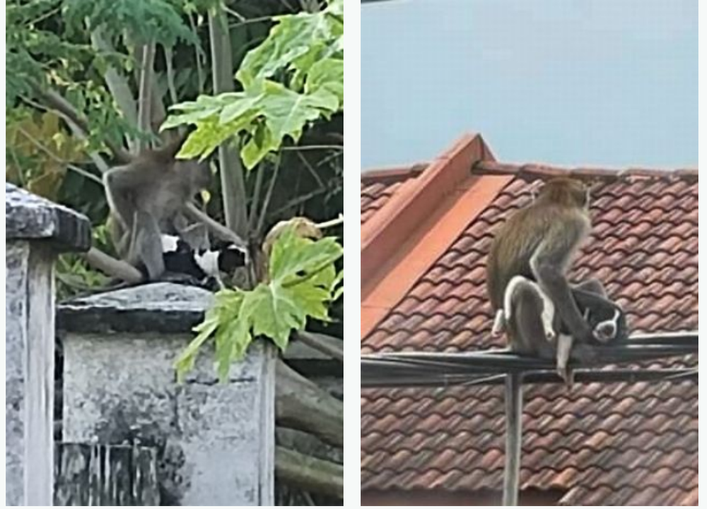 Cho con bi khi hoang bat coc va man giai cuu con vat dang thuong-Hinh-2