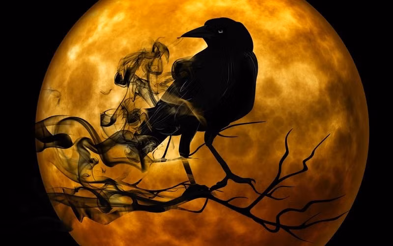 Con vat dan van xui vao nha, di toi dau cung mang van den toi do