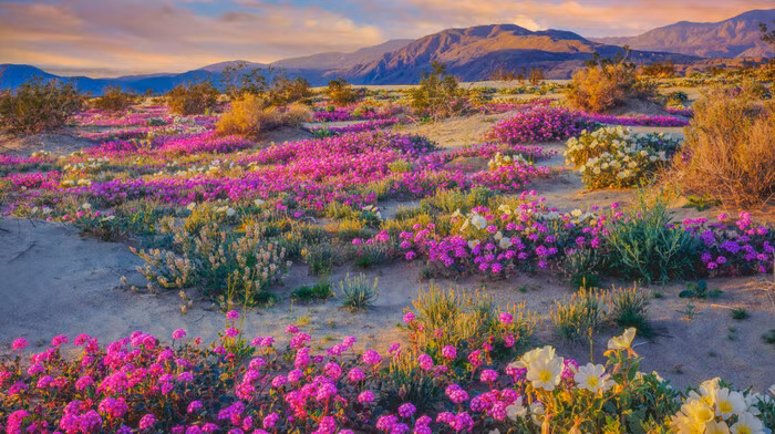 Không gian đẹp như tiên cảnh tại vùng sa mạc khắc nghiệt khiến nhiều người cảm thấy thần kỳ.