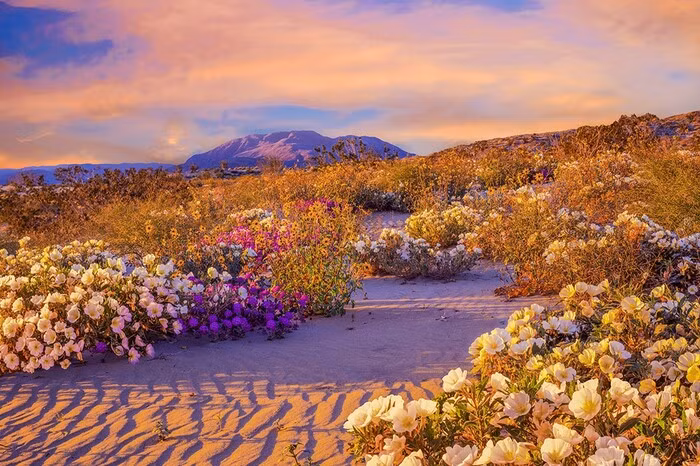 Hoa trên sa mạc Atacama sẽ kéo dài trong khoảng thời gian từ tháng 9 đến hết tháng 11.