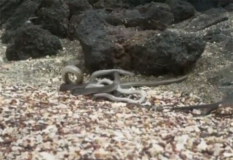 Kỳ tích đã xảy ra, nỗ lực của chú kỳ nhông đã được đền đáp. Bầy rắn không thể giết chết được chú kỳ nhông này.