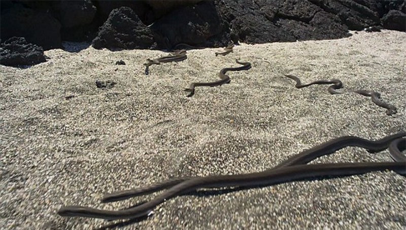 Đàn rắn hàng chục con từ từ tiến về phía kỳ nhông.