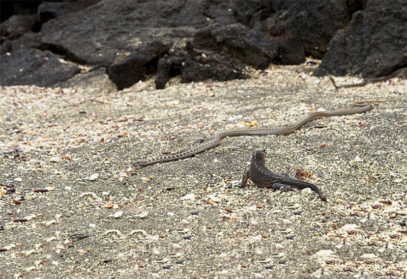 Chúng hợp sức lại với mong muốn kiếm được bữa ăn no. Và kỳ nhông chính là đối tượng mà lũ rắn nhắm tới. Ban đầu, con kỳ nhông này còn khá ngơ ngác nhìn bầy rắn di chuyển về phía mình.