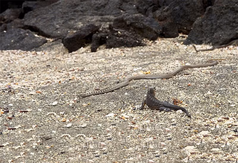 Chúng hợp sức lại với mong muốn kiếm được bữa ăn no. Và kỳ nhông chính là đối tượng mà lũ rắn nhắm tới. Ban đầu, con kỳ nhông này còn khá ngơ ngác nhìn bầy rắn di chuyển về phía mình.