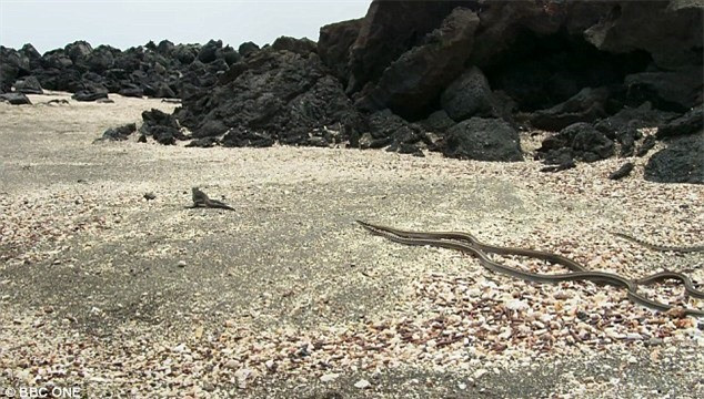 Chú kỳ nhông xui xẻo bắt đầu bỏ chạy.