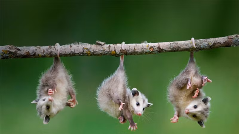Chồn Opossum nhỏ.