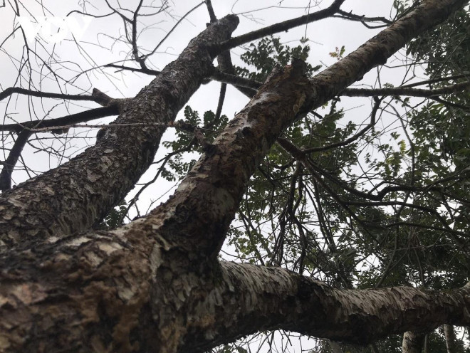 Can canh cay dao tram tuoi dang ho ly 9 duoi xuong pho-Hinh-3