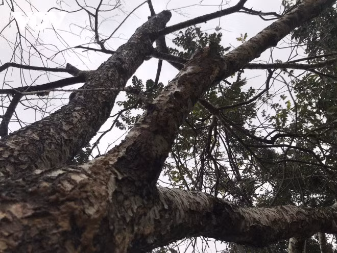 Can canh cay dao tram tuoi dang ho ly 9 duoi xuong pho-Hinh-3