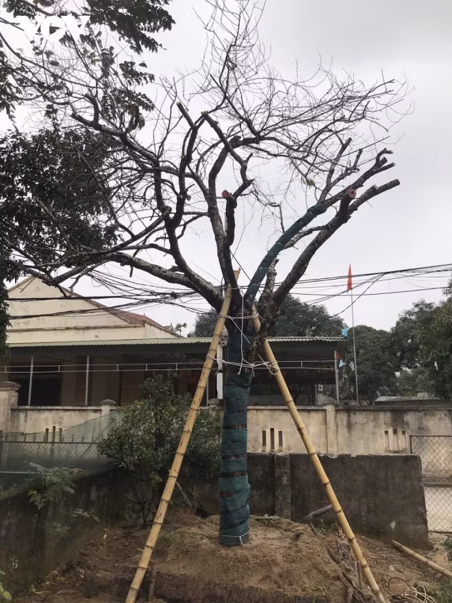 Can canh cay dao tram tuoi dang ho ly 9 duoi xuong pho-Hinh-4