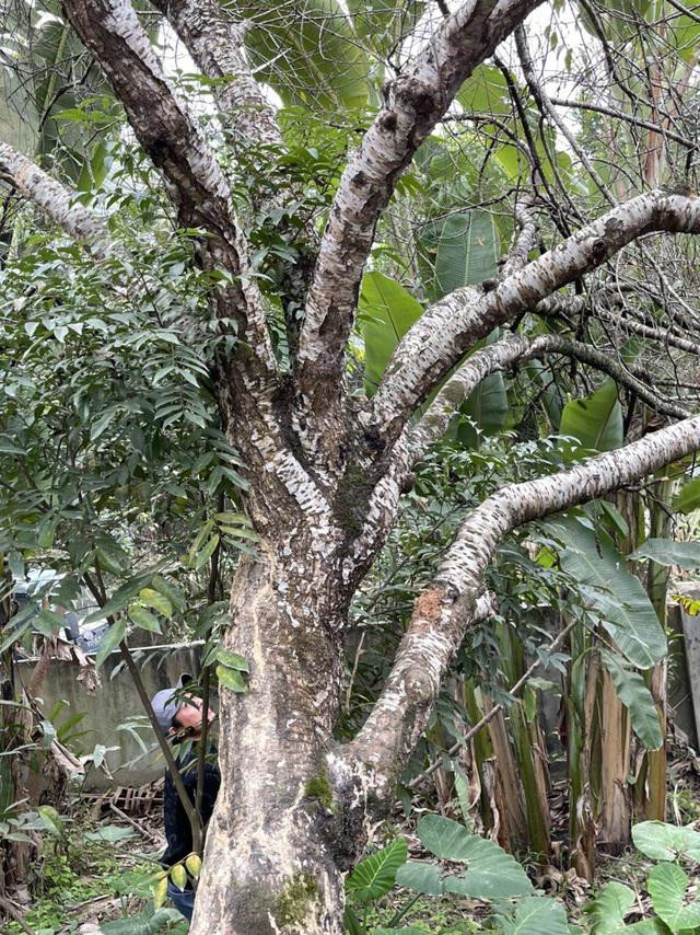 Cận cảnh cây đào trăm tuổi dáng hồ ly 9 đuôi xuống phố - Hình 2 Can canh cay dao tram tuoi dang ho ly 9 duoi xuong pho-Hinh-2