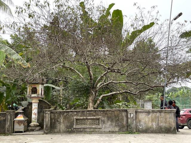 Cận cảnh cây đào trăm tuổi dáng hồ ly 9 đuôi xuống phố Can canh cay dao tram tuoi dang ho ly 9 duoi xuong pho