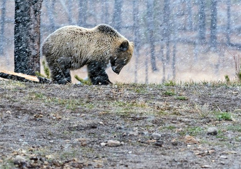 Gấu xám Bắc Mỹ chống chọi với cơn bão tuyết tại Vườn quốc gia Yellowstone, Mỹ.