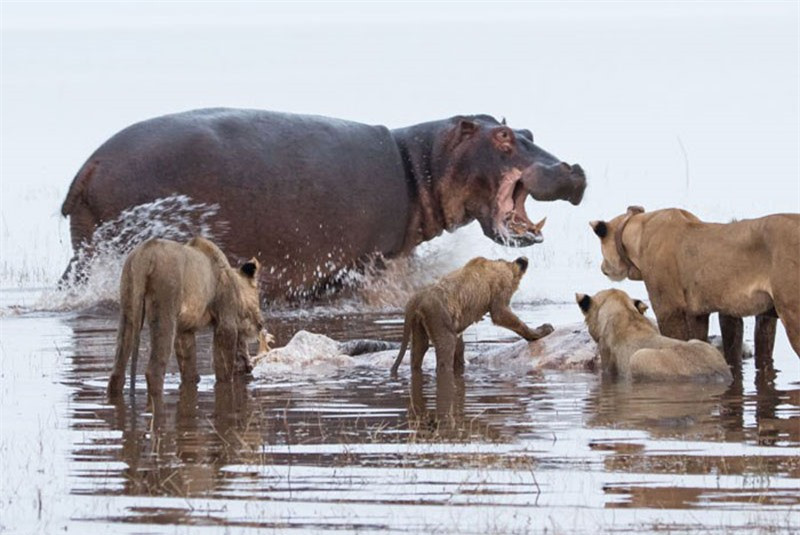 Hà mã tại Vườn Quốc gia Matusadona, Zimbabwe nổi điên khi thấy sư tử ăn thịt đồng loại của nó.
