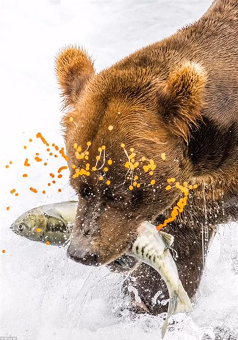 Một chú gấu Alaska đang ăn thịt cá hồi.