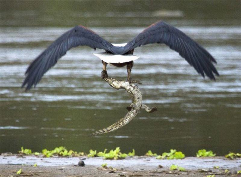 ại bàng ở công viên quốc gia Kruger, Nam Phi tóm gọn một chú cá sấu mới lớn. 