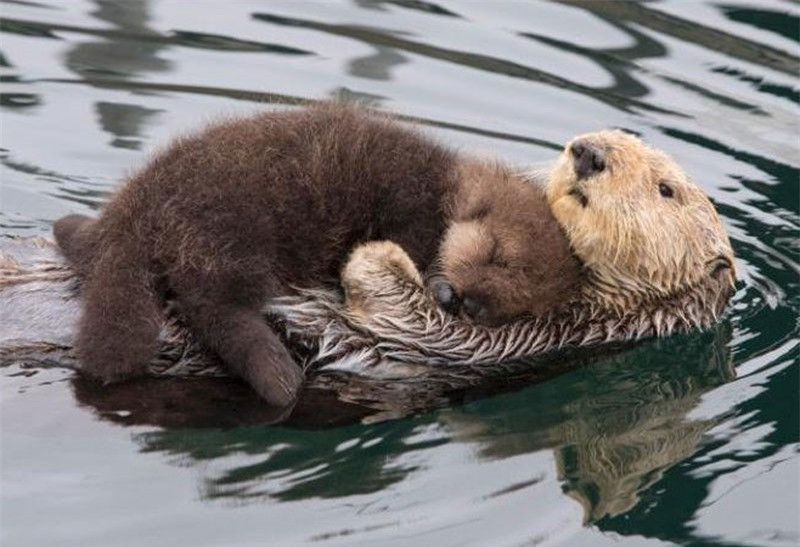 Rái cá mẹ bơi ngửa để tạo một “chiếc giường ấm áp” cho con của nó ngủ ở ngoài khơi vịnh Monterey Bay, bang California, Mỹ.