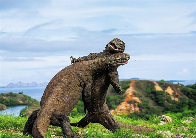 Hai con rồng Komodo đại chiến trên đạo Rinca, Indonesia.