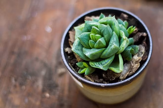 7 loai cay trong trong nha hut sach buc xa wifi, loc khong khi