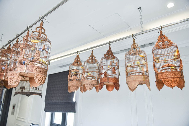 "Ngày tôi mới đón chú chim về, chúng còn không biết tự tắm, lông bết hết vào với nhau. Nhưng qua mấy tháng, tôi bỏ công chăm sóc, huấn luyện thì giờ chúng đã thay đổi hoàn toàn khi có sức khỏe tốt hơn hẳn, bộ lông thì ra được 5 màu riêng biệt, trông vô cùng tuyệt đẹp", ông Chương tiết lộ.