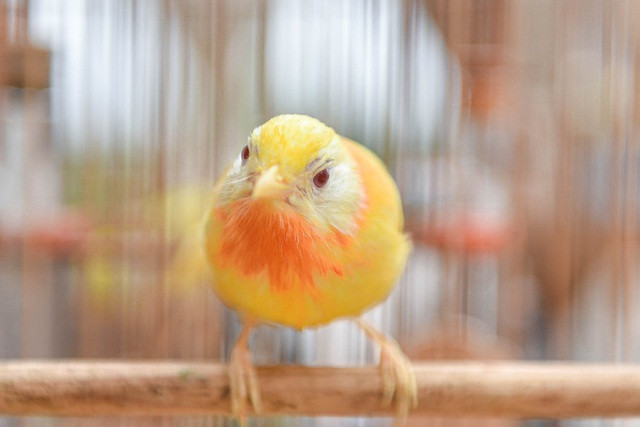 Nếu nhiệt độ xuống dưới 10 độ C, phòng chim ở sẽ được bật điều hòa để sưởi ấm. Còn thời tiết nóng, máy lạnh sẽ được chạy thường xuyên để chú chim không bị ốm.