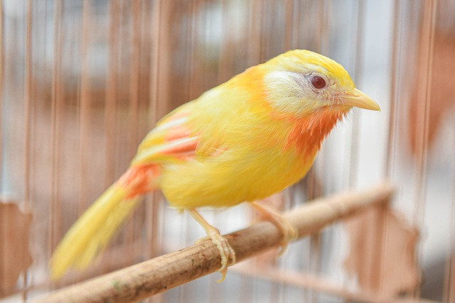 Cẩn thận hơn, ông Chương còn thuê cả "bảo mẫu" để hàng ngày theo dõi, chăm sóc chim. Như mùa đông, sáng chú chim sẽ được cho ăn, 2 ngày tắm 1 lần.