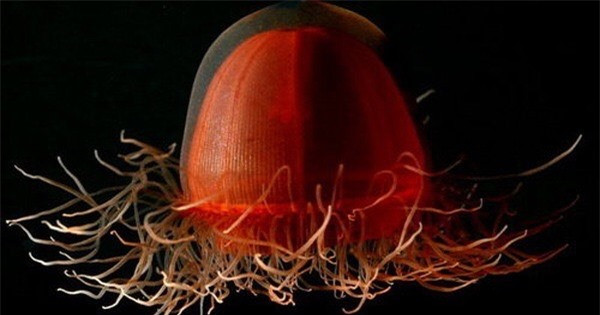 Sự thật có thể bạn chưa biết về rãnh Mariana, nơi sâu nhất trên Trái đất ảnh 9