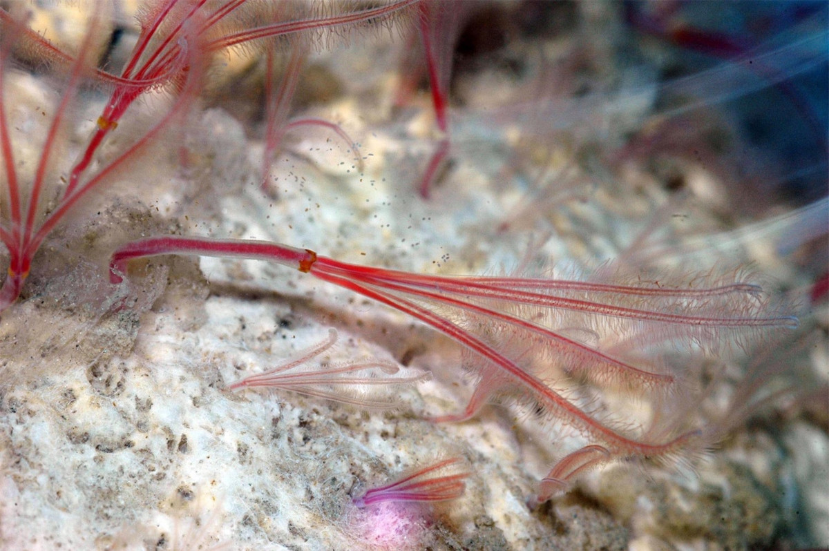 Sự thật có thể bạn chưa biết về rãnh Mariana, nơi sâu nhất trên Trái đất ảnh 10