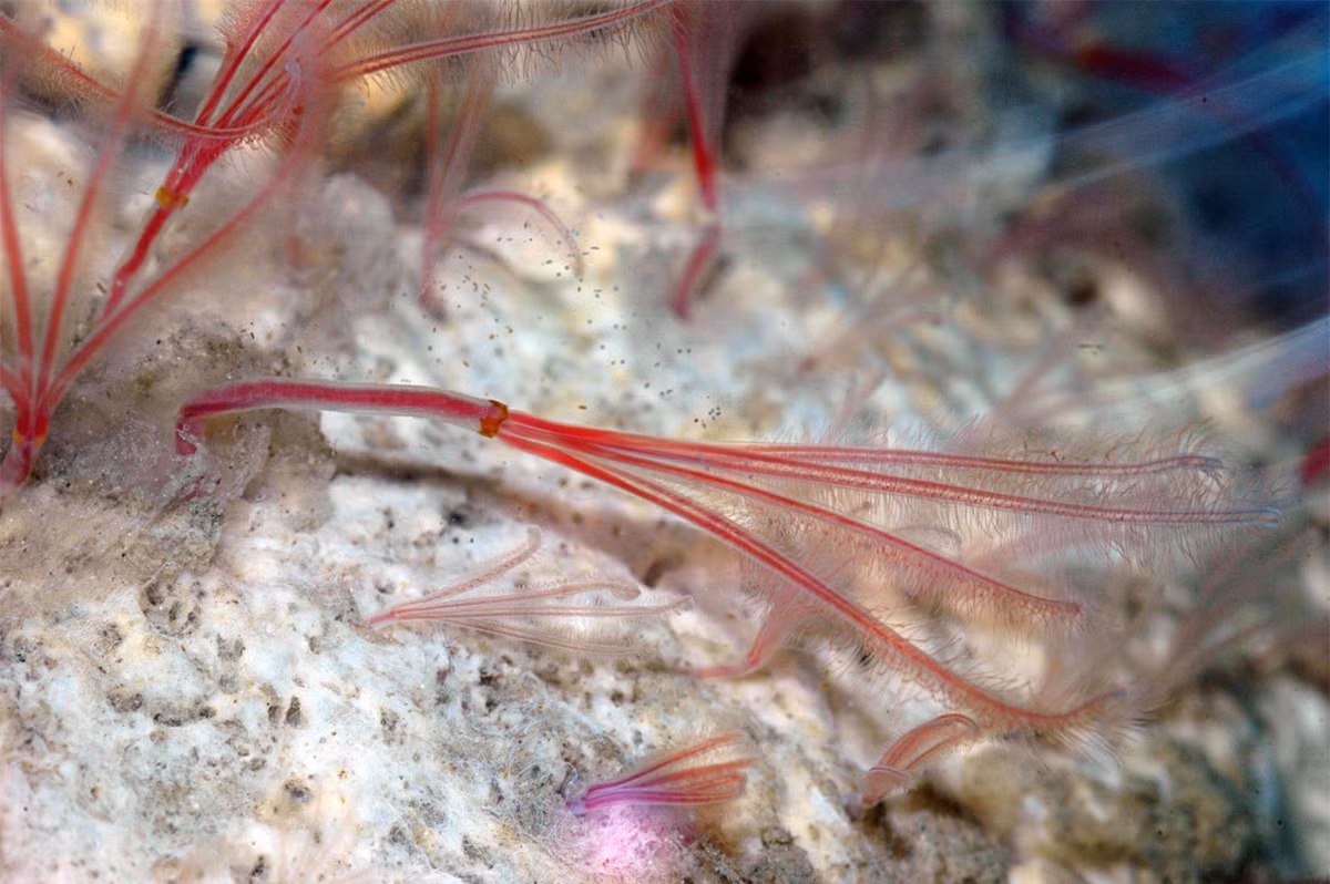 Sự thật có thể bạn chưa biết về rãnh Mariana, nơi sâu nhất trên Trái đất ảnh 10