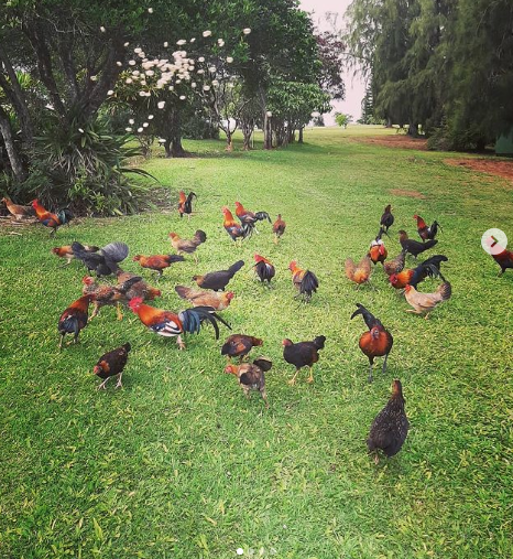 Quan dao Hawaii bien thanh nha cua ga hoang-Hinh-2