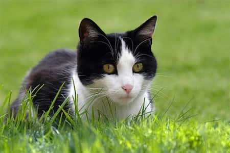 Không chỉ ôm hết của cải trong thiên hạ vào nhà, con giáp giàu sang này còn vét cạn túi thần tài, muốn khổ cũng không được. 