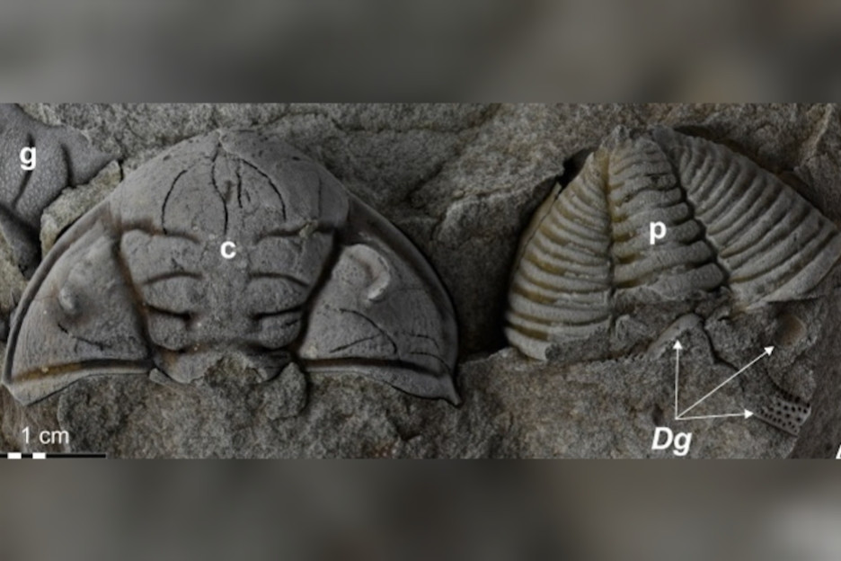 "Quái vật" mang theo "bóng ma" bọ cạp chúa to bằng con người "Quái vật" mang theo "bóng ma" bọ cạp chúa to bằng con người ảnh 1