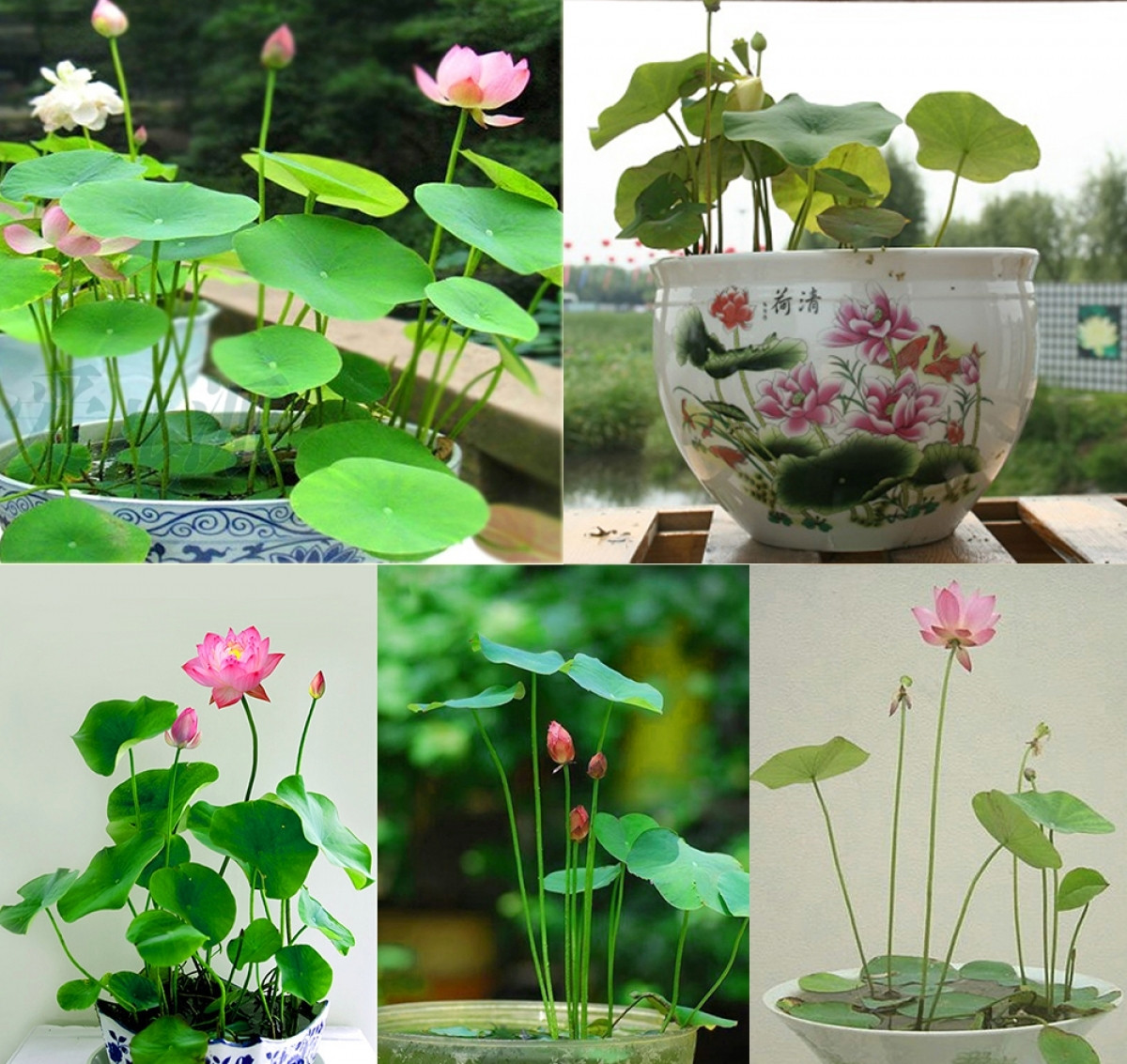 Loại sen này giá khá "bình dân", chỉ hơn 100 nghìn đồng/chậu. Giá hạt giống được rao bán nhiều trên "chợ mạng" với vài chục nghìn đồng mỗi gói (mấy chục hạt).