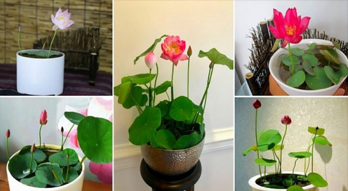 Ngoài ra, trên thị trường còn xuất hiện cả loại sen mini, giống từ Nhật Bản.