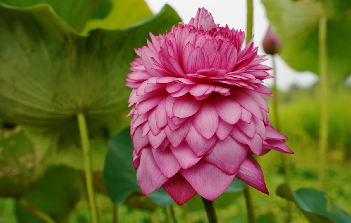 Lớp cánh ngoài như hoa sen nghìn cánh thường nhưng bên trong gồm nhiều lớp cánh nhỏ hình bầu dục.