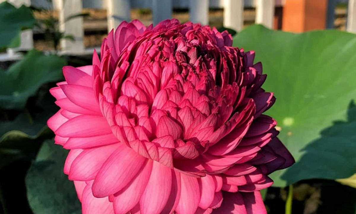 Bên cạnh đó còn có cả hoa sen ngàn cánh, bông to khổng lồ. Mỗi bông nở gần ba tuần.