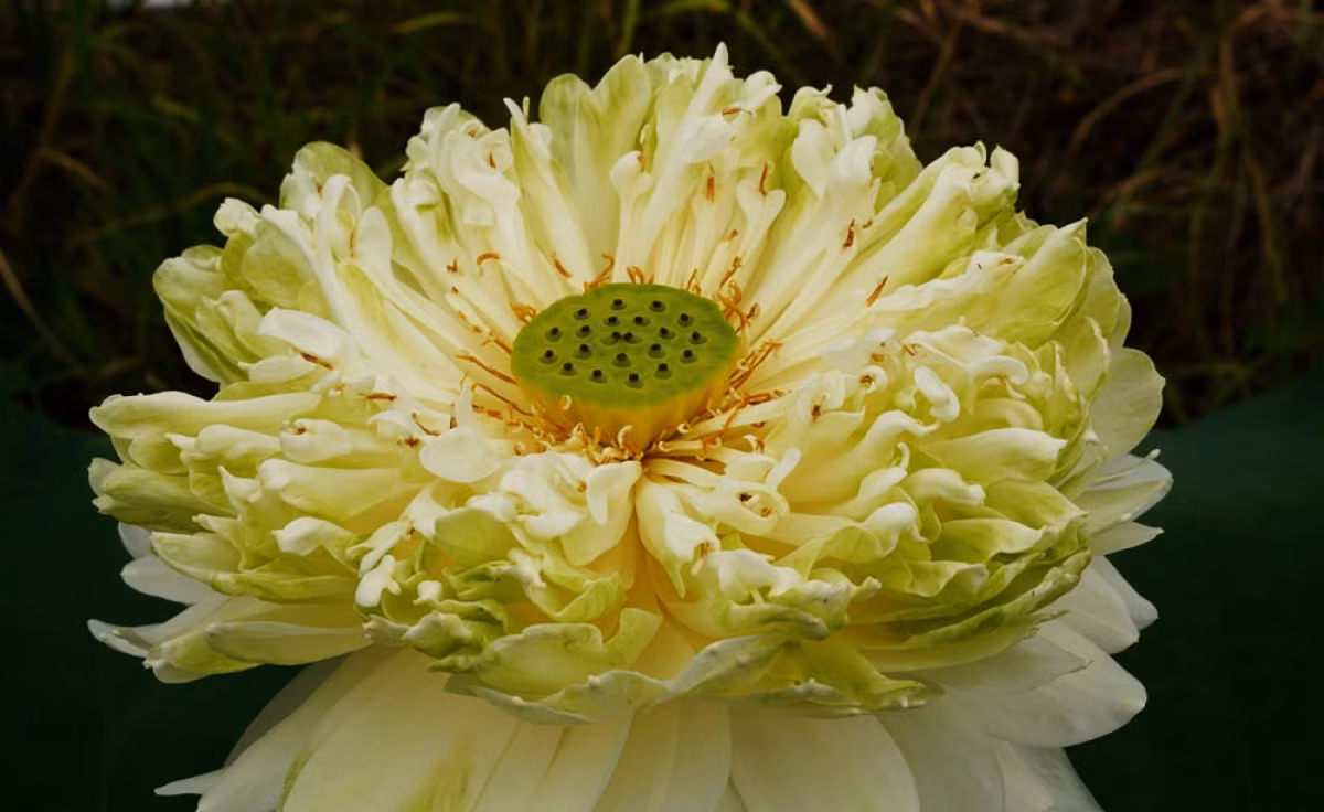 Đây là sen Quan Âm, mỗi bông khi nở to có đường kính lên tới 30 cm, độc đáo bởi những lớp cánh hoa dày nằm sát nhau, tỏa hương thơm ngát.